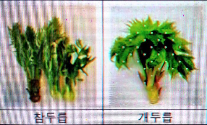 국산 두릅, ‘면역력 증진’ 돕는 사포닌 풍부  기사 이미지