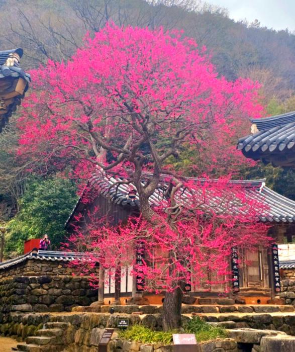 천연기념물 구례 화엄사 화엄매 만개 기사 이미지
