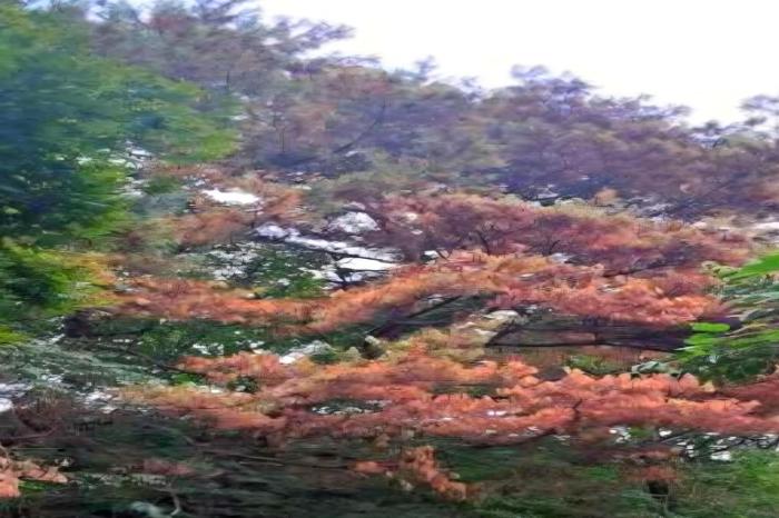 구례 토지면 당산마을 주변 소나무 잇단 고사… “주민들 신속한 대책 촉구“
